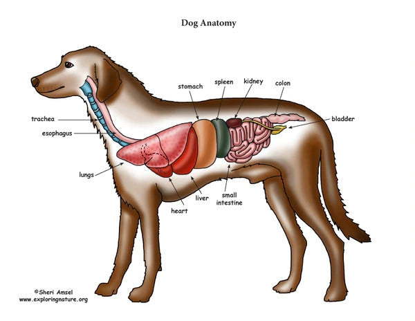 Essential Nutrients in BARF Raw Diet