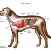 Essential Nutrients in BARF Raw Diet